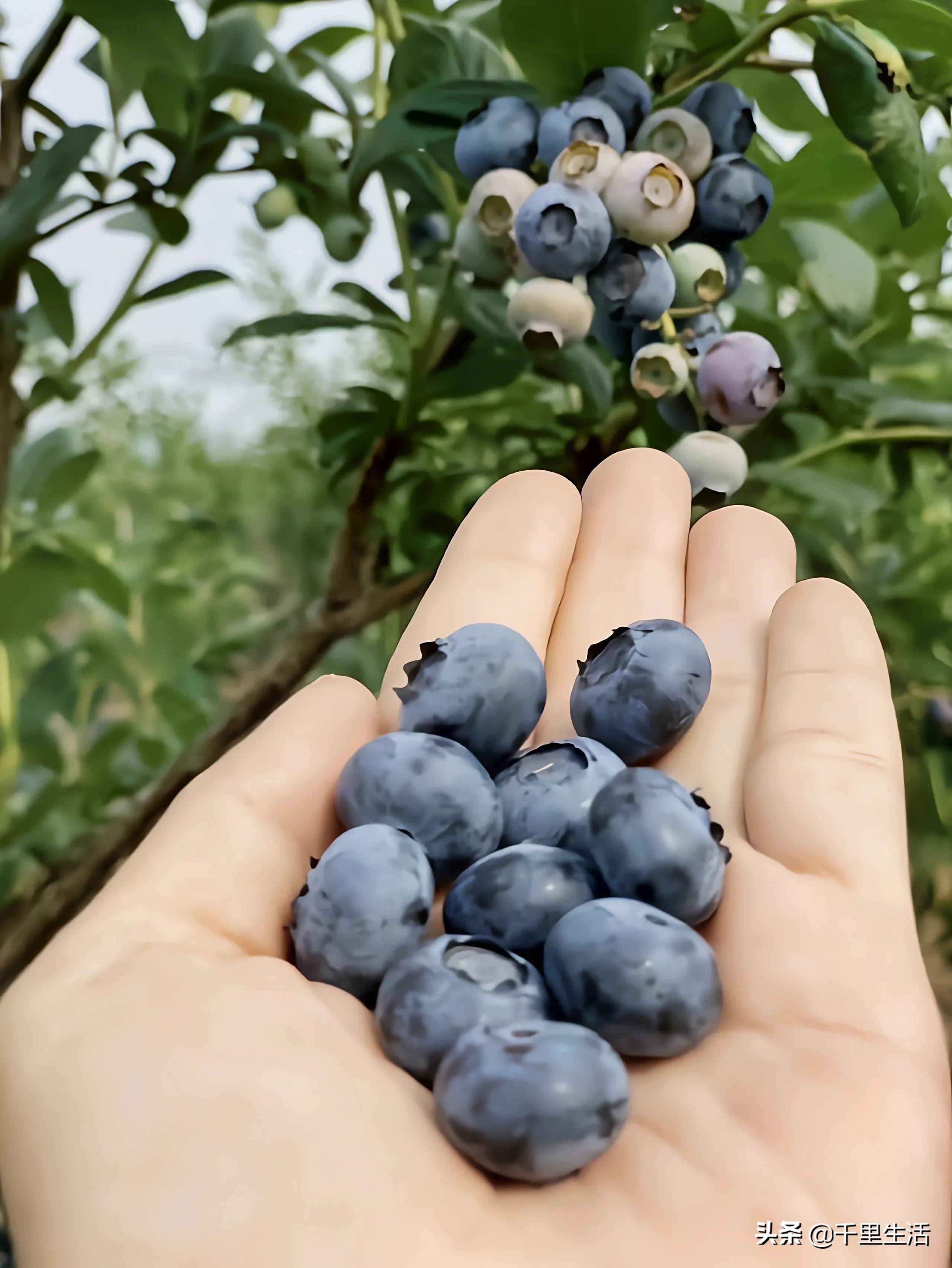 云南昆明蓝莓果,云南丽江蓝莓果