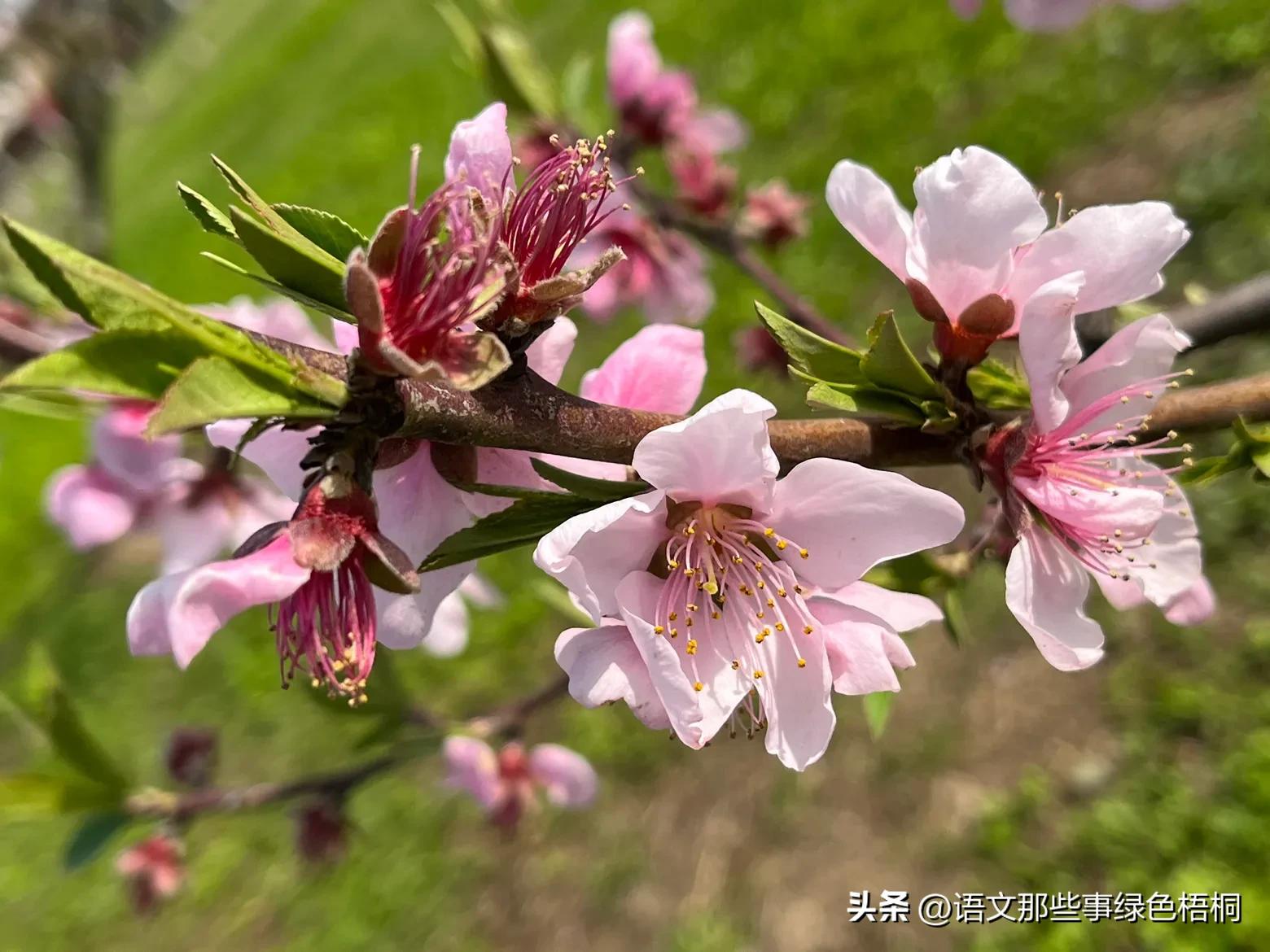 桃花节南汇红窑开幕式,老港红窑桃花节