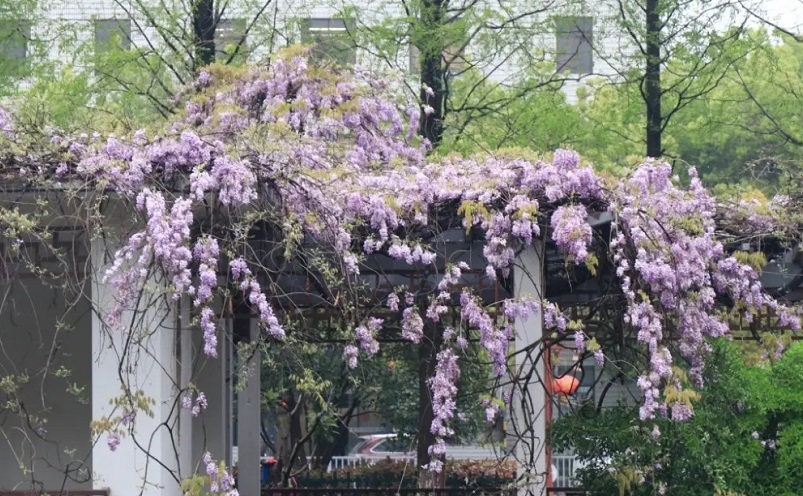 南京免费景点排行榜前十名,南京旅游年卡免费景点一览表
