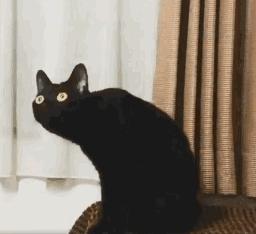 养别的猫和养黑猫的区别,千万不要养猫尤其是黑猫