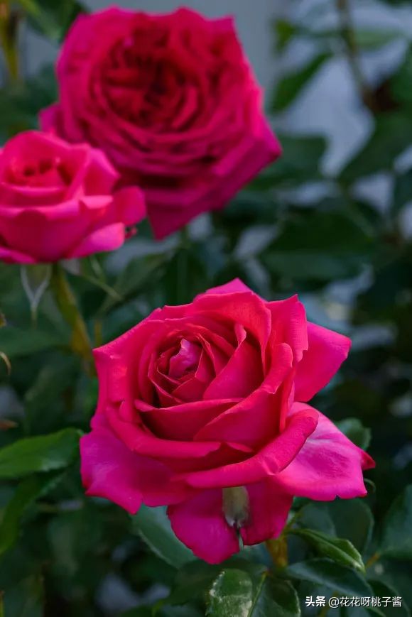 黄色月季哪个品种耐热耐晒抗病强,最耐热耐晒的切花藤本月季品种