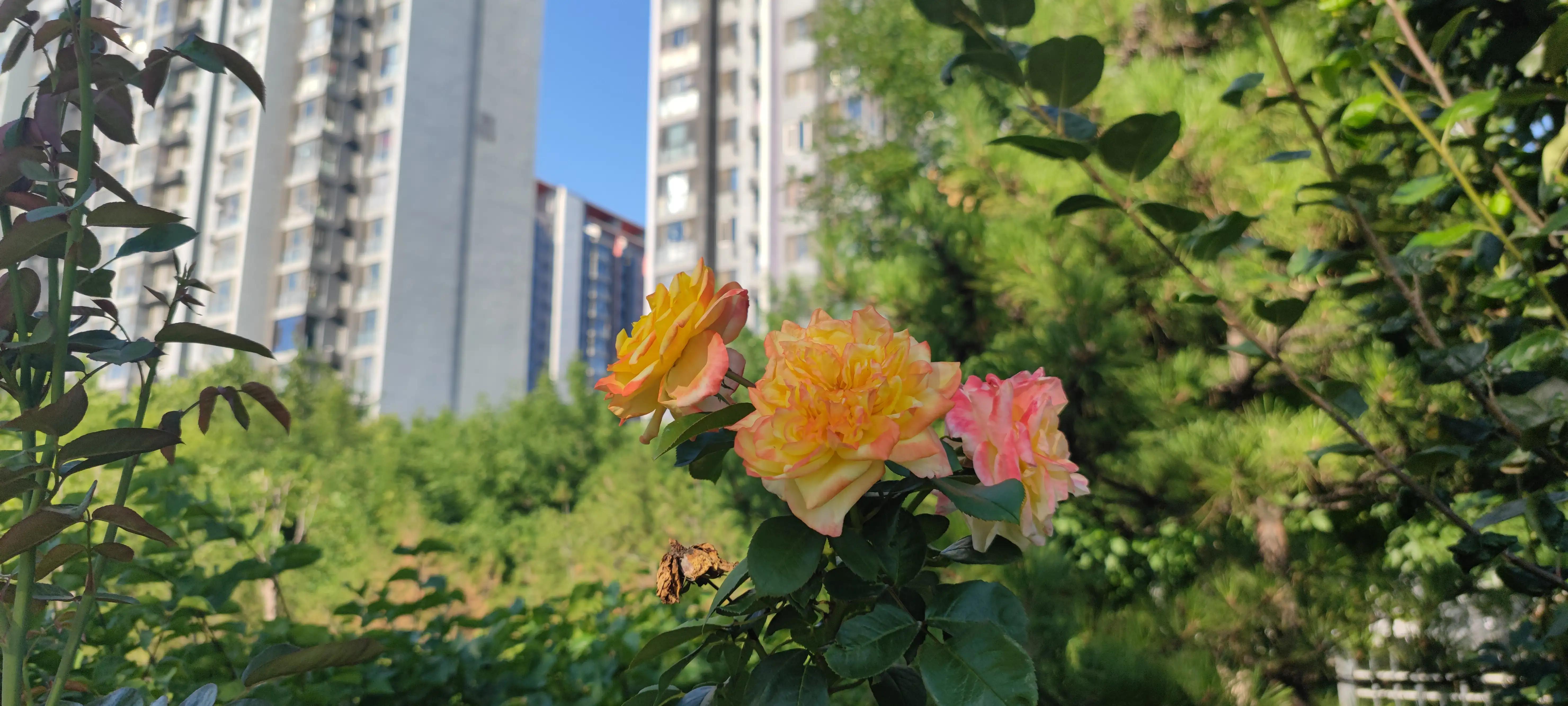 国风美唐怎么样,国风美唐高级感