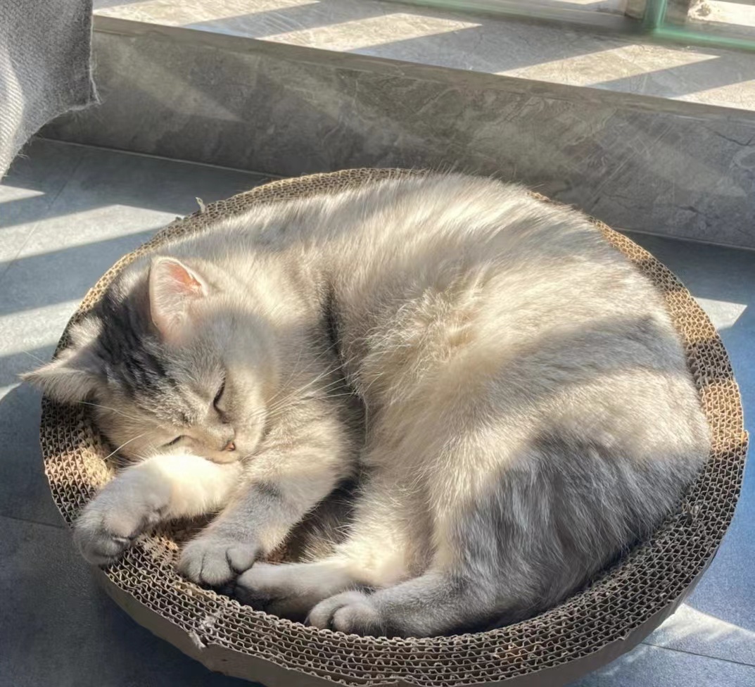 肤曲康治疗猫癣怎么样,猫癣宠物医院治疗费用