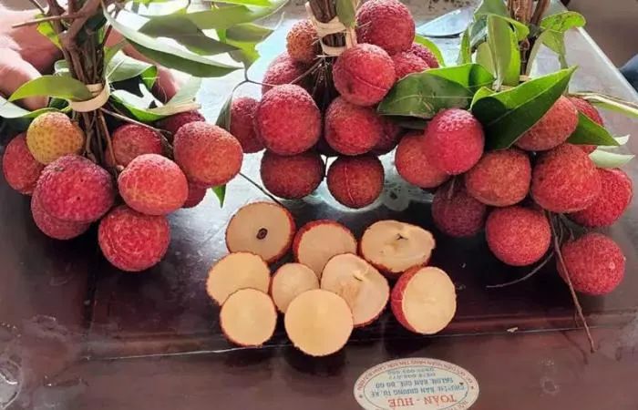 越南荔枝2023年情况,越南北江荔枝丰收