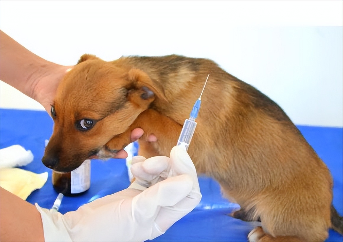 狗狗得了细小怎么确定治疗好了,狗狗细小中后期治疗可以治愈吗