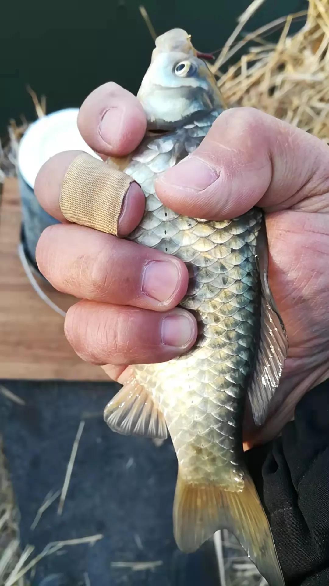 野钓传统钓鱼竿多少米最合适,传统钓鱼竿如何选购