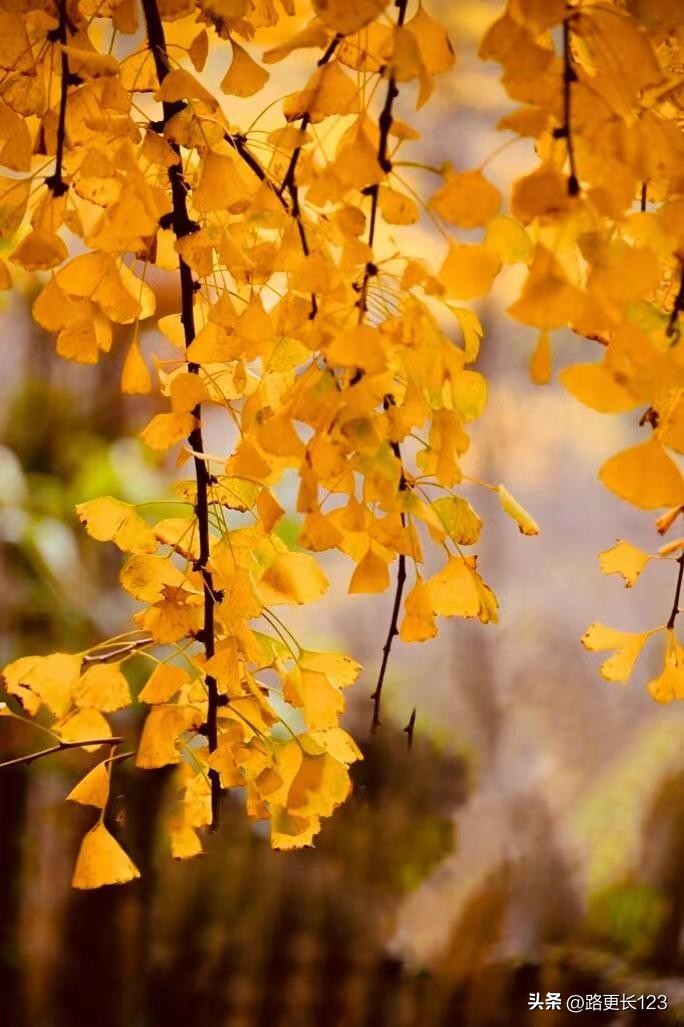 有关秋实的散文,秋实经典散文