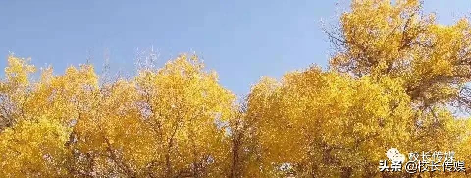 有效作业设计与实际应用心得体会,有效作业设计策略心得体会