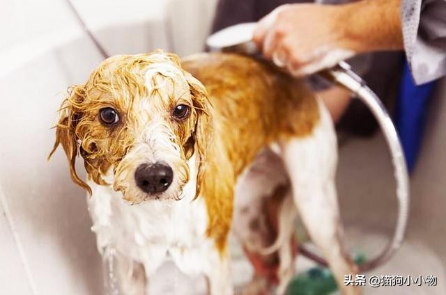 为什么宠物店那么坑,宠物店就是猫咪的地狱吗