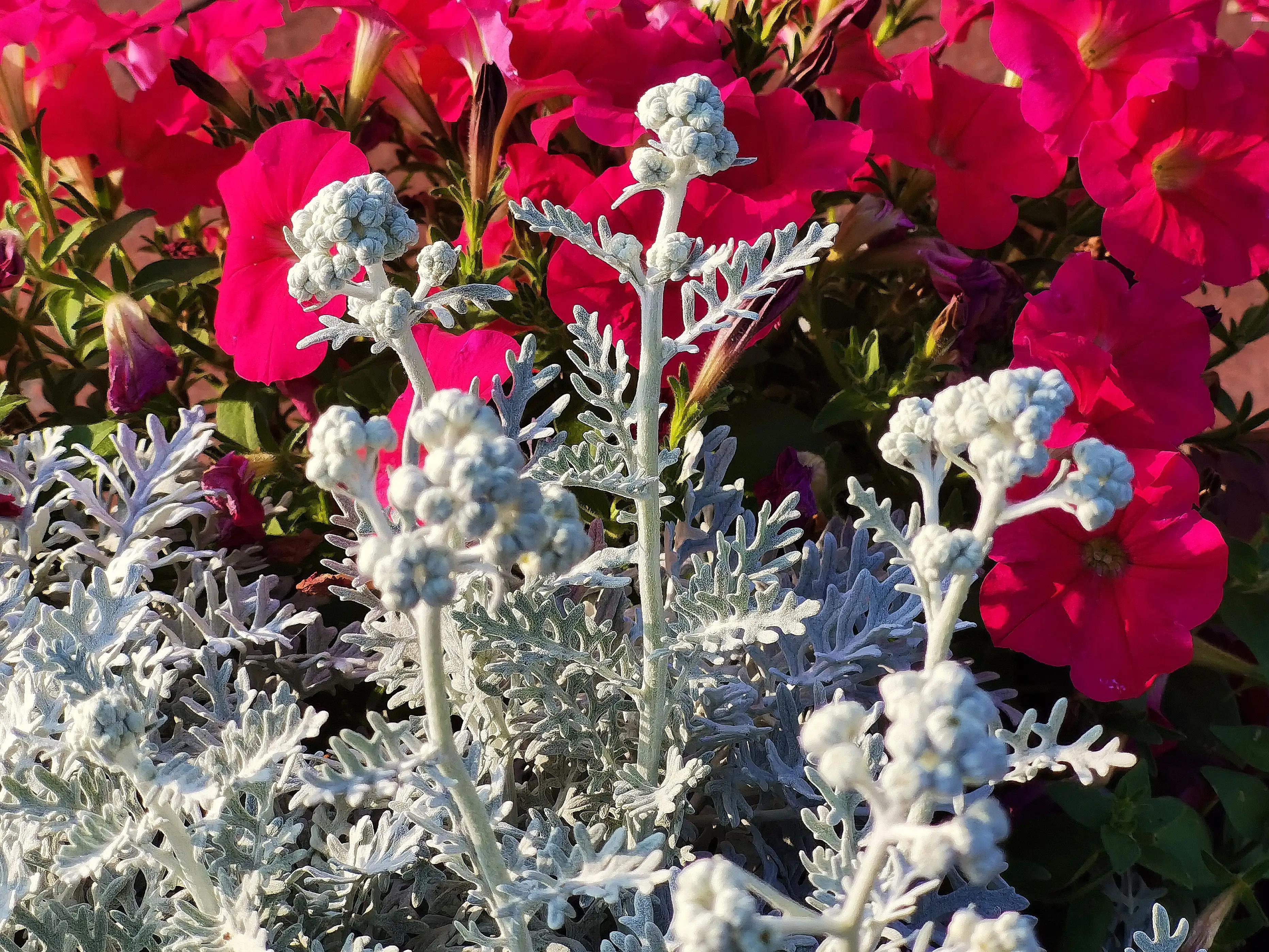 银叶菊：花界灰姑娘，银装素裹的她似雪花又似烟花