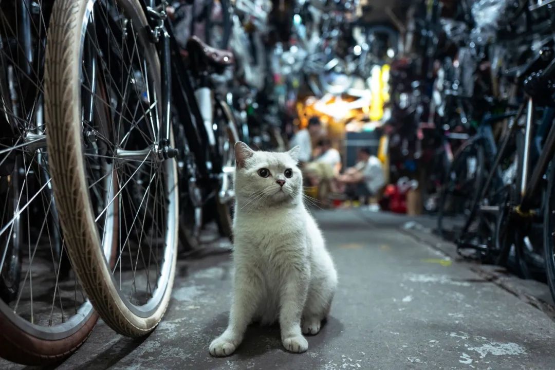 25年最挣钱的行业,25年自行车市场