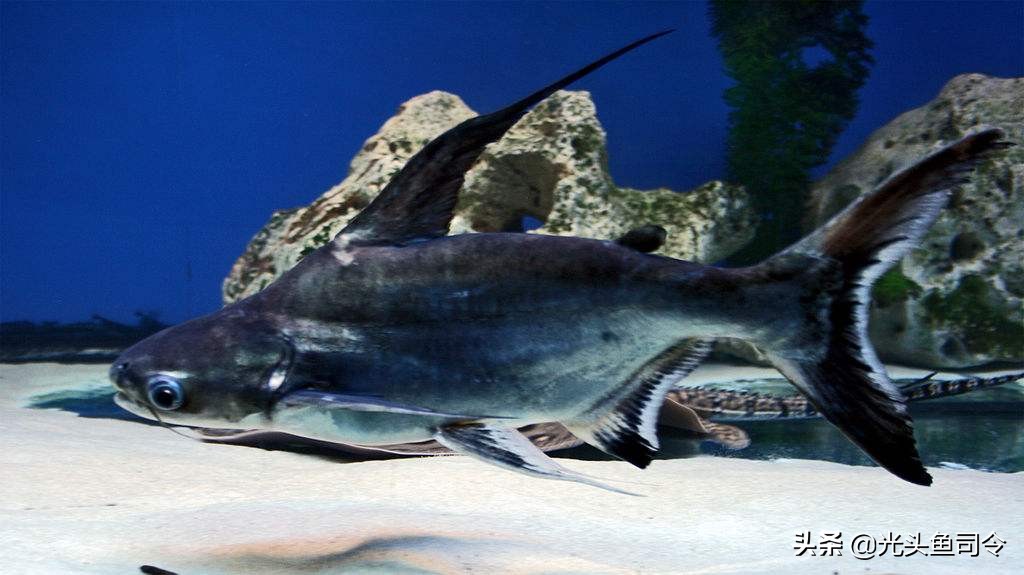 钓鱼钓到保护鱼种放了违法吗,钓鱼犯法的鱼类有哪些种类