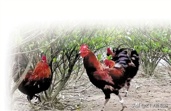 泰顺本地土蜂蜜,家的味道泰顺土特产