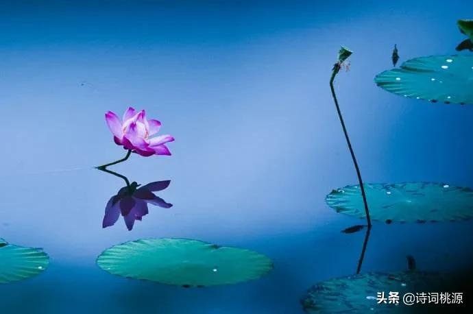 荷风有意透轩窗，夏夜芙蓉着艳妆：夏之韵七绝，月辉清韵透荷香