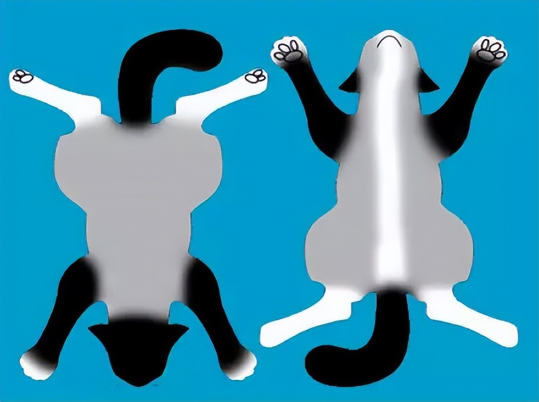 布偶猫什么是蓝双什么是海双,布偶猫种类英文