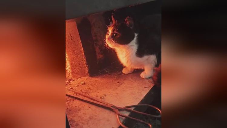 发烧后身上“长出”4只猫，网友笑：主人身上暖气开得足