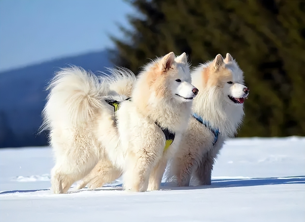 百度一下萨摩耶的优点与缺点,萨摩耶狗狗缺点优点