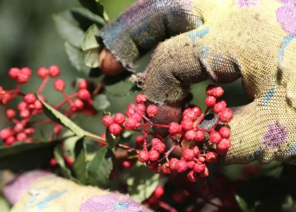四川大山里有啥名贵药材,四川农村的十大特产