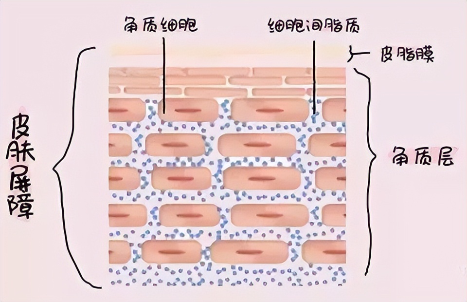 皮肤洗不干净老是脱皮,不洗澡身上晒得脱皮了怎么办