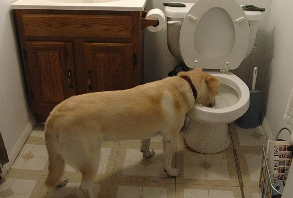 为什么人类的排泄物都是臭的？吃下去对身体有害吗？有人曾试过