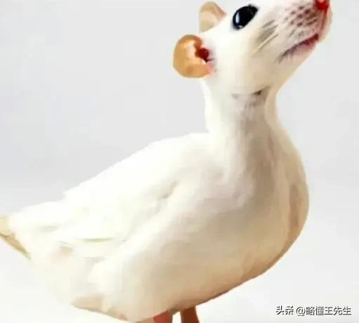 经典成语二十大,十大必背成语大全