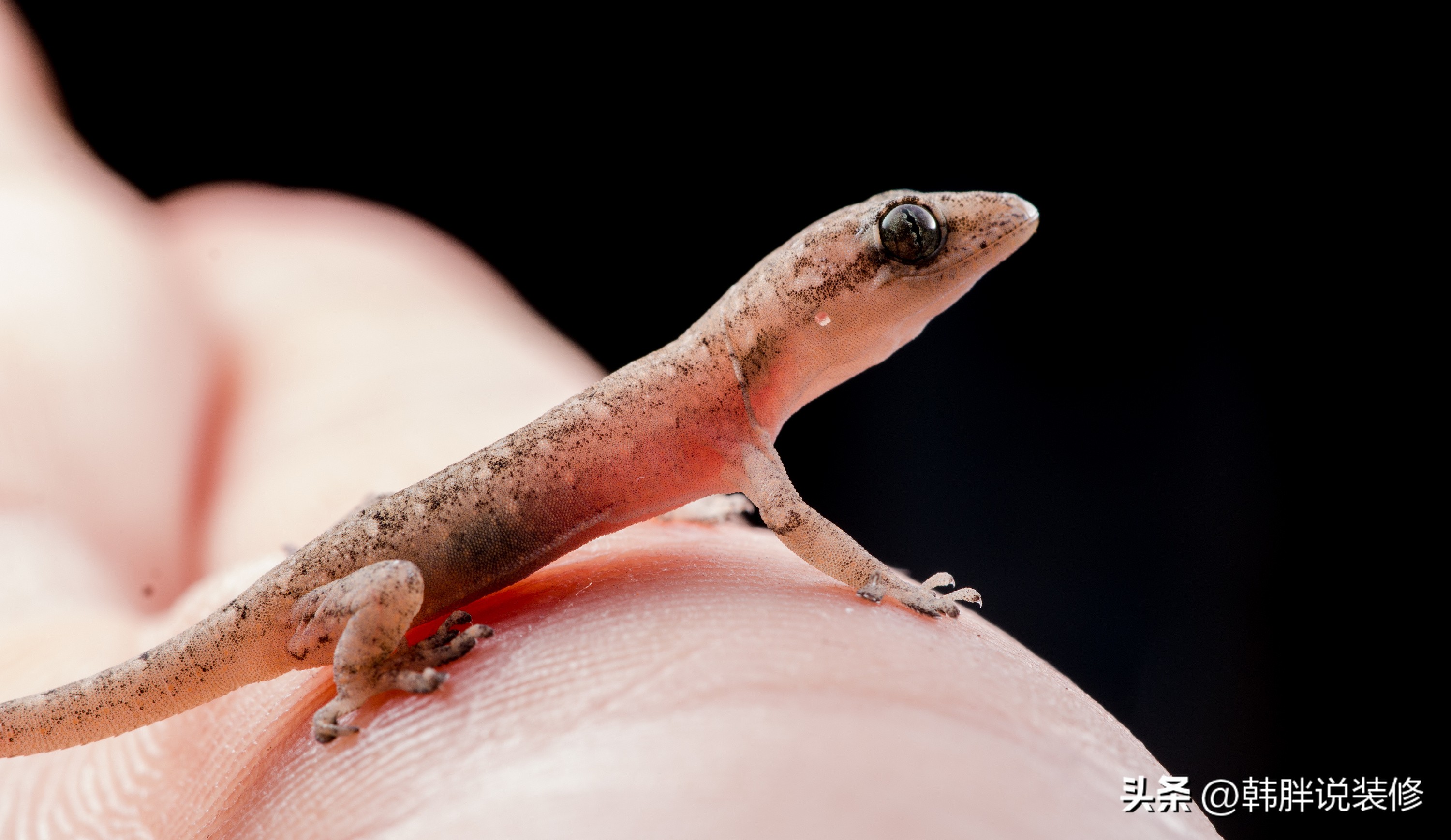 常言道：“家中现5物，十有九个富”，5物具体指什么？你家有吗？