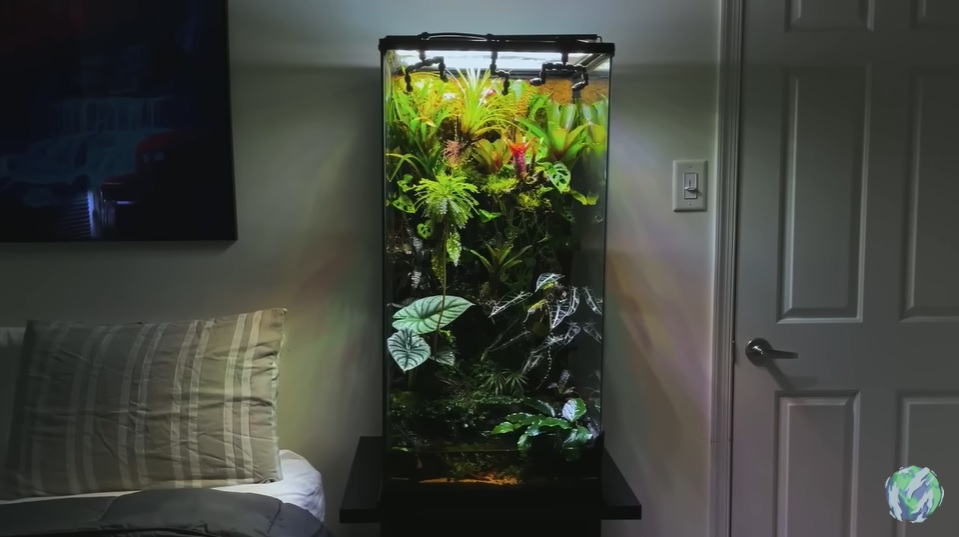 美国小哥在卧室建出一缸热带雨林，食物链环环相扣，太强了