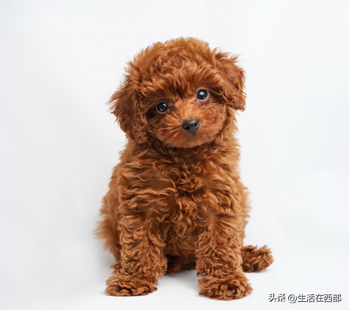 新到家狗狗怎么训练大小便,新宠狗狗到家怎么饲养