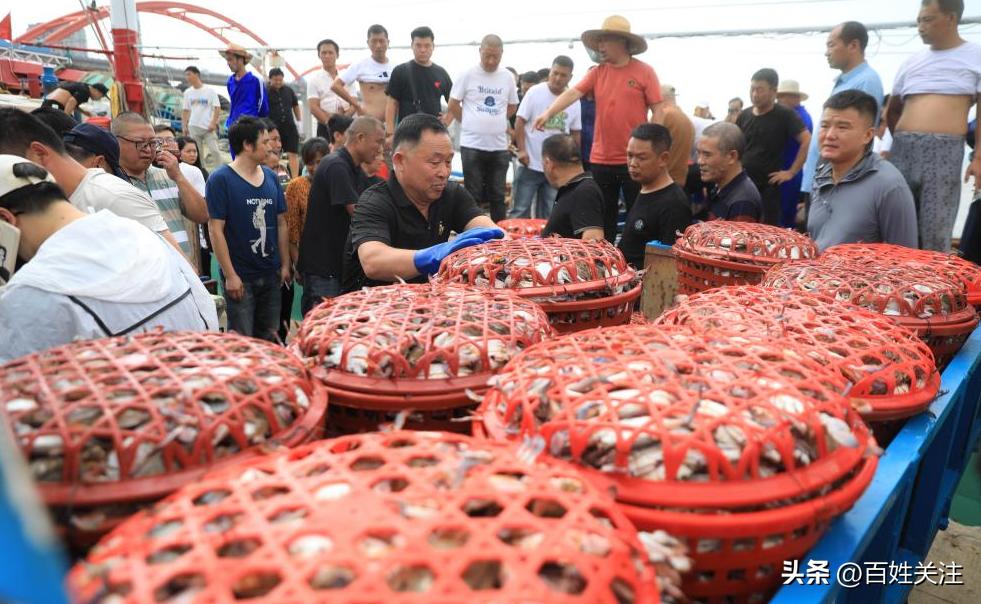 舟山东海海鲜直播,舟山东海最新开渔视频