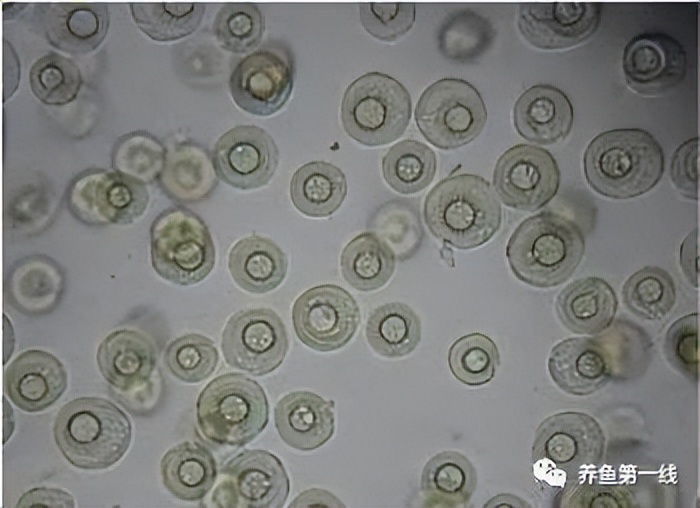 鱼常见的寄生虫以及症状,怎么区分鱼身上的钉虫和孢子虫