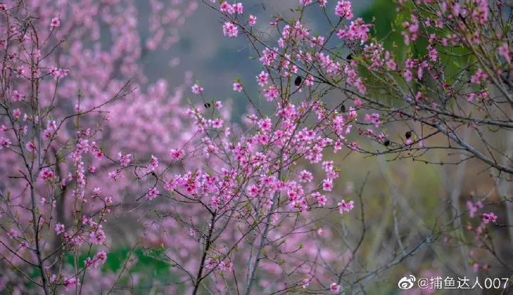 济南的春天来了吗,济南春天来了