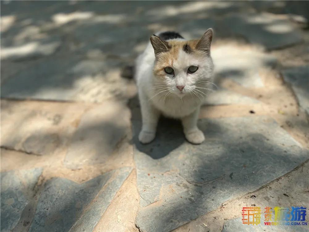 故宫御猫最火的猫,北京故宫的猫为什么叫御猫