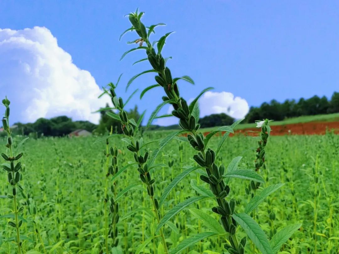 长康芝麻油有什么特征,长康芝麻油介绍