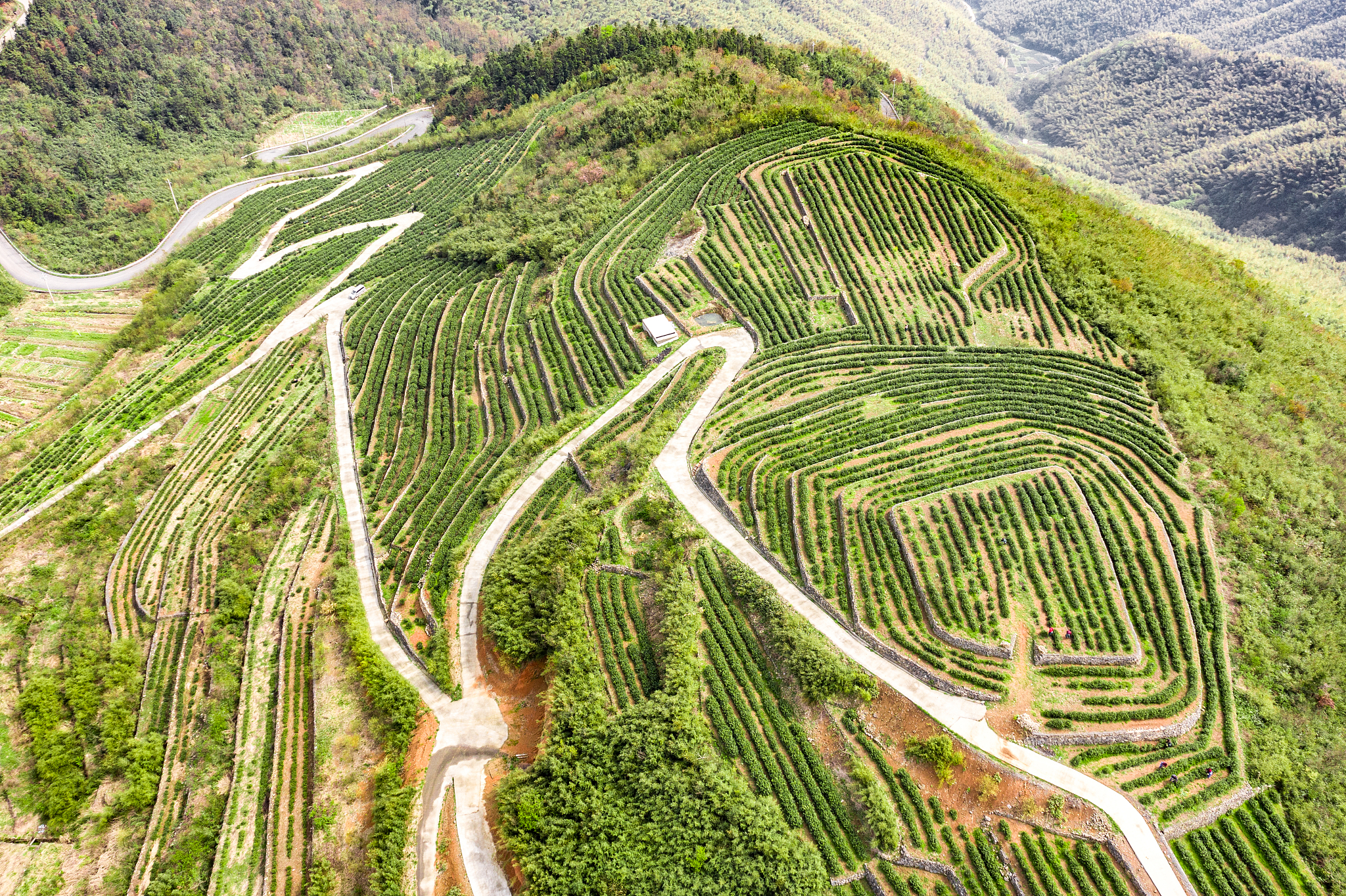白茶长毛正常吗,白茶泡起来有毛