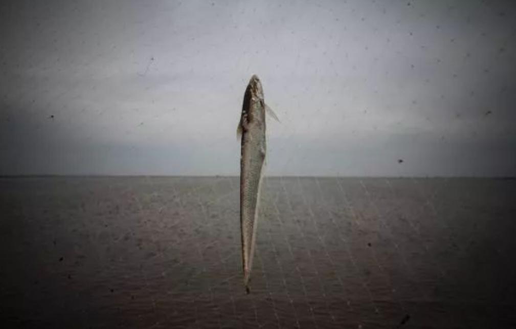 长江禁捕刀鱼哪里来的,长江十年禁捕刀鱼多吗