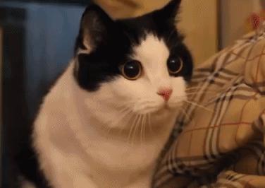 猫的智商最高的是什么品种,从猫喝水的姿势就能看出它的智商