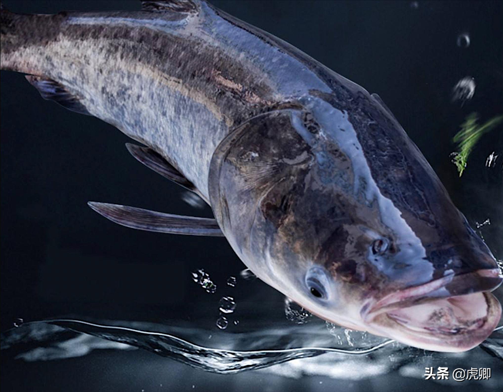 历史以来查干湖头鱼最高价,十大天价鱼