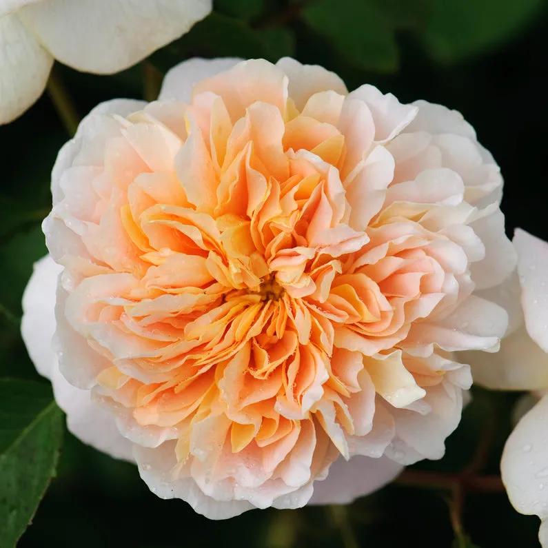 从“运茶快船（TeaClipper）”到英国人对中国茶叶的狂热