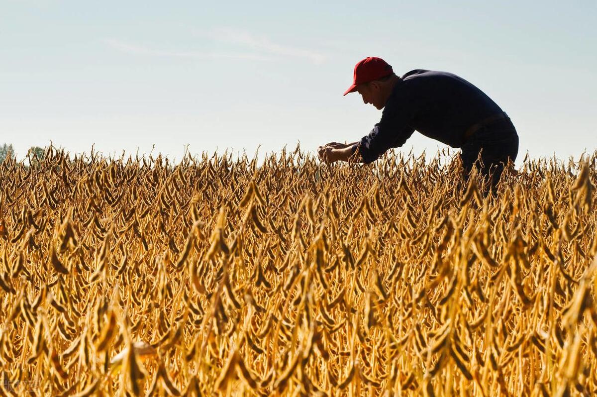 不怕下雨就怕阴天,不怕立秋下雨就怕立秋晴天