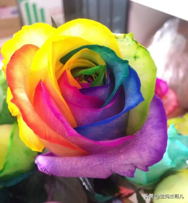 漂亮又特别的玫瑰花图片,特别漂亮的彩色玫瑰花图片