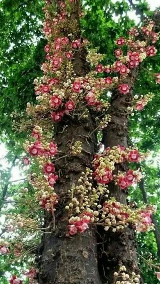 神圣的菩提花开，光彩夺目，尘埃不染，浮生若茶