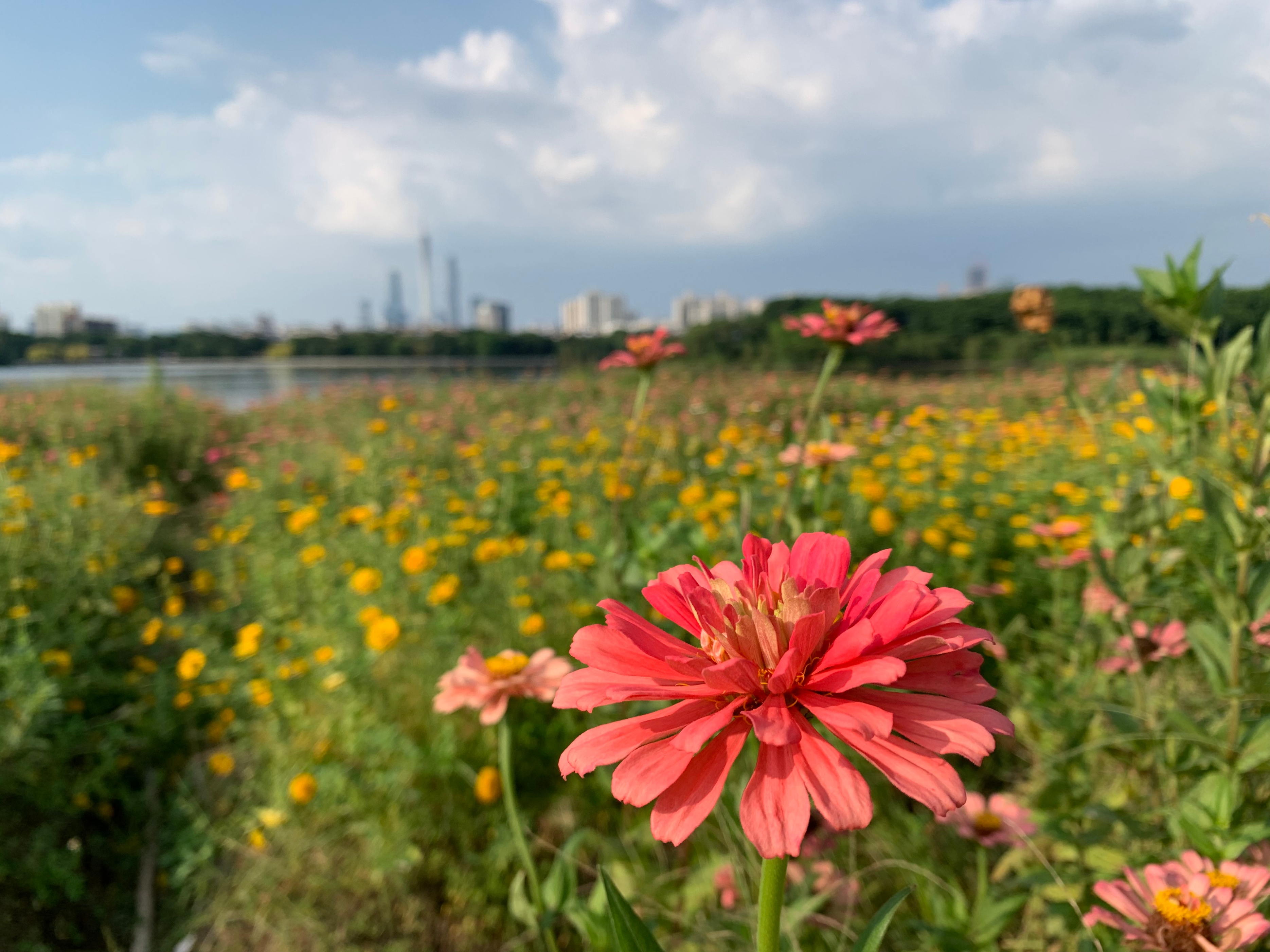 广州国庆假期一日游:南肾海珠湖国家湿地公园的最佳旅游攻略