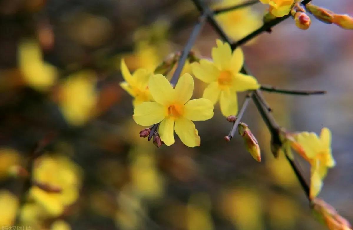流浪猫度过严寒,流浪猫狗最难熬的日子