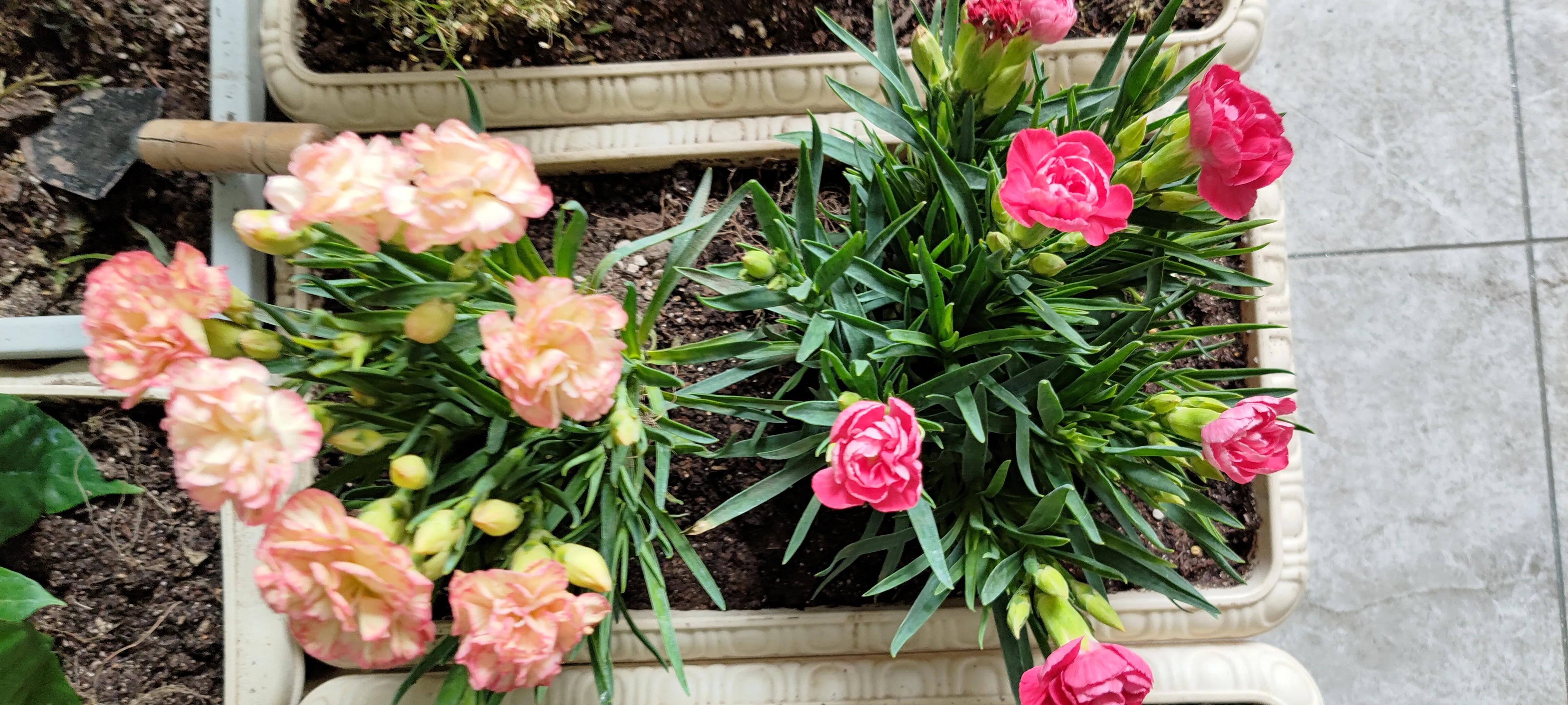 怎样用康乃馨种子种康乃馨,康乃馨的种子为什么长得那么慢