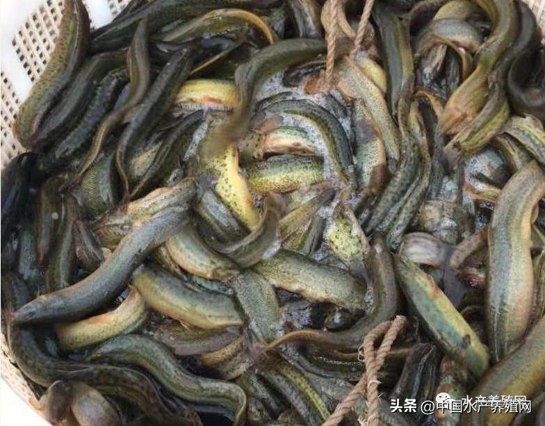 广东最大泥鳅收购市场,大量求购泥鳅