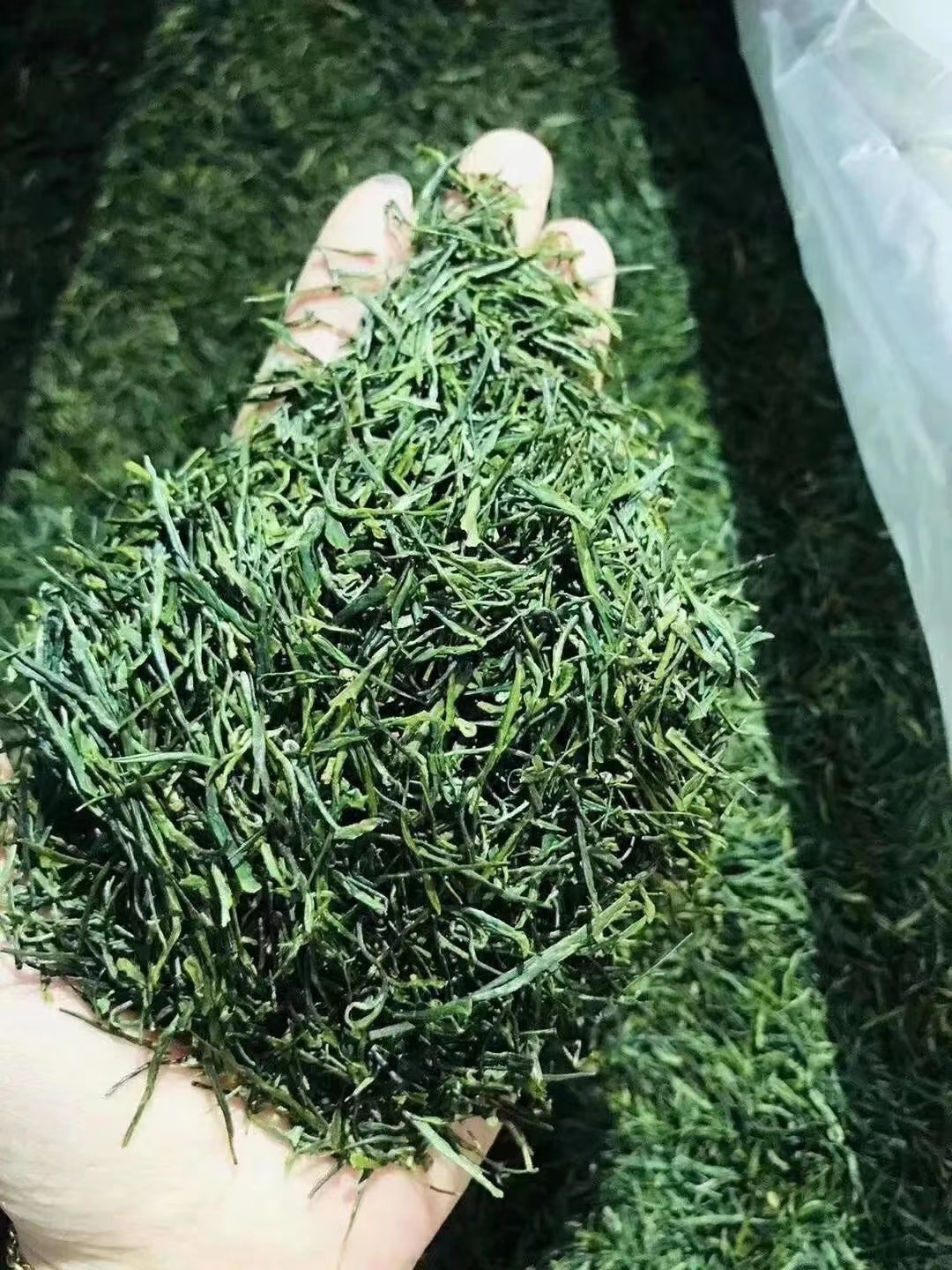 茶圣陆羽的十大名茶,陆羽茶湖南产区