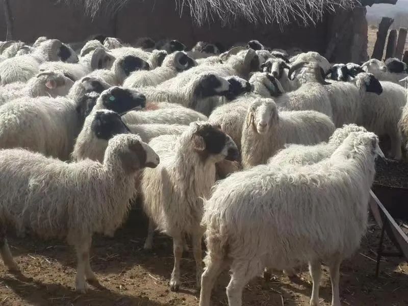 粤菜大厨卢镜泉,广州名厨卢镜泉