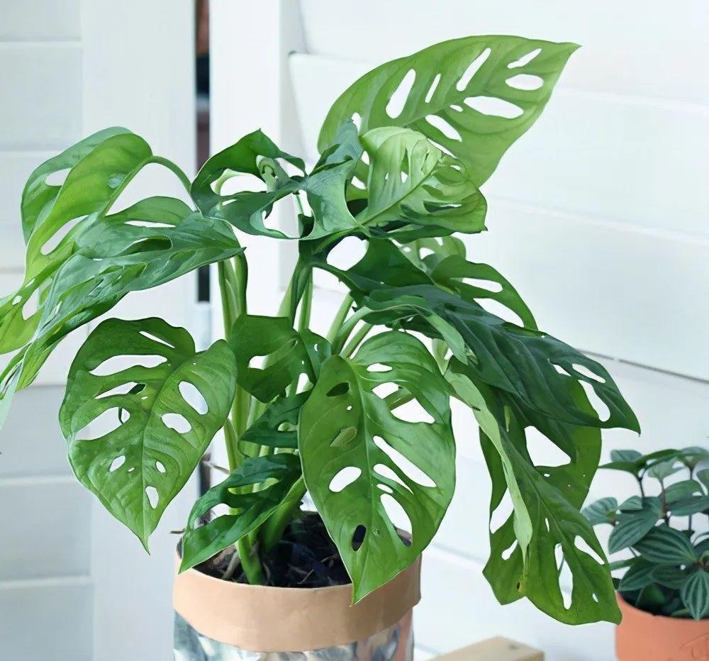 家里养什么花净化空气除甲醛,室内养哪些花吸甲醛效果好