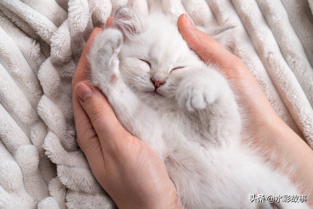 香蕉banana的由来,香蕉banana是啥