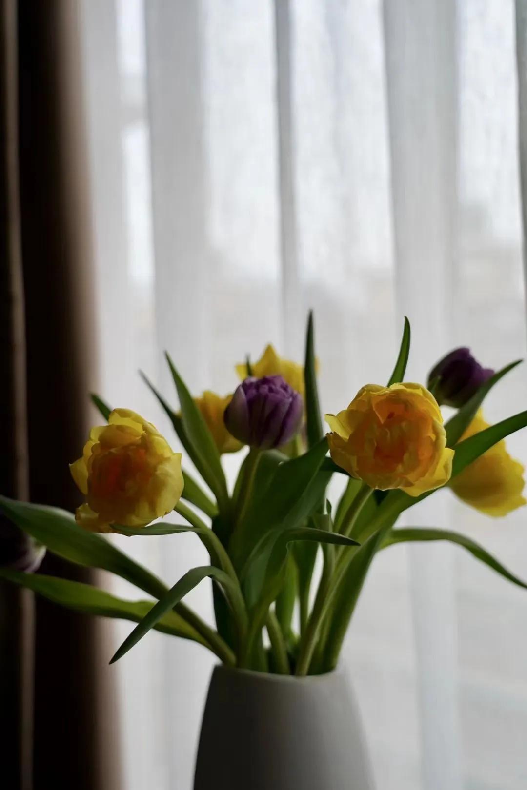 郁金香怎么种植,郁金香怎么画